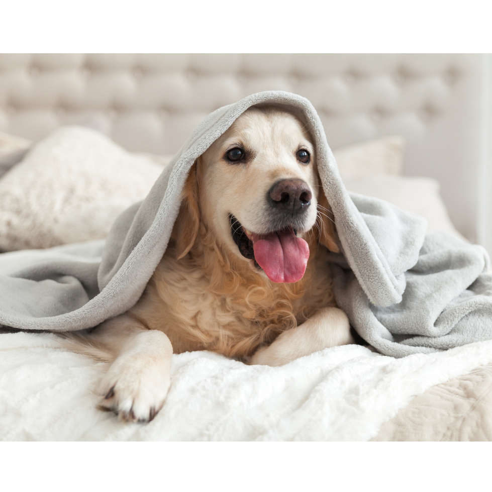 Happy Dog Under A Blanket