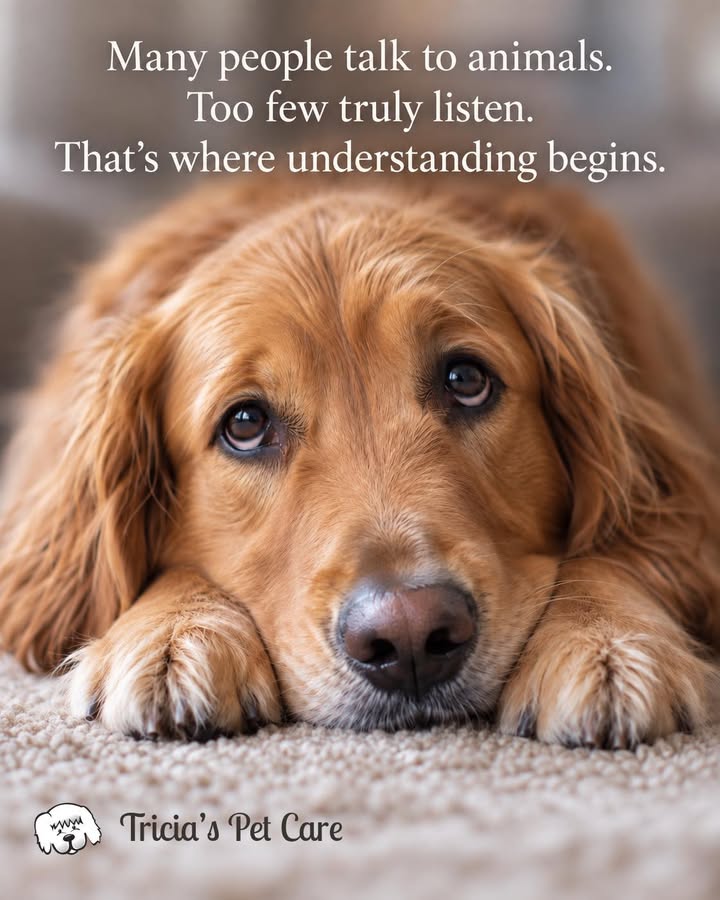 Tricia's Pet Care